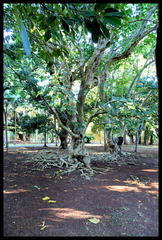 5D3 0206 M s optimal b