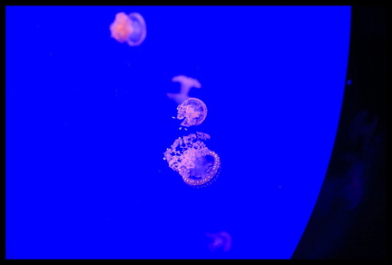 Acquarium de Gênes 5D3 2258 s opt-Arrière-plan Vib20