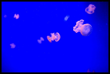 Acquarium de Gênes 5D3 2257 s opt-Arrière-plan Vib20