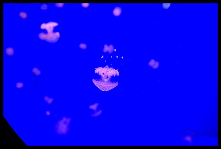 Acquarium de Gênes 5D3 2259 s opt-Arrière-plan Vib20