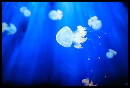 Acquarium de Gênes 5D3 2260 s opt-Arrière-plan Vib20