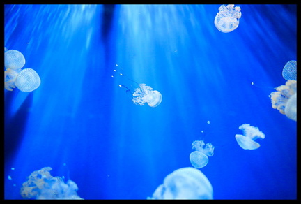 Acquarium de Gênes 5D3 2261 s opt-Arrière-plan Vib20