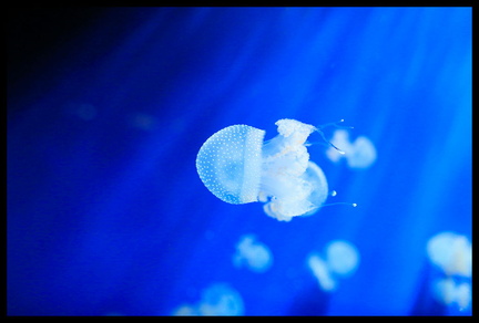 Acquarium de Gênes 5D3 2264 s opt-Arrière-plan Vib20