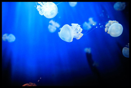 Acquarium de Gênes 5D3 2262 s opt-Arrière-plan Vib20