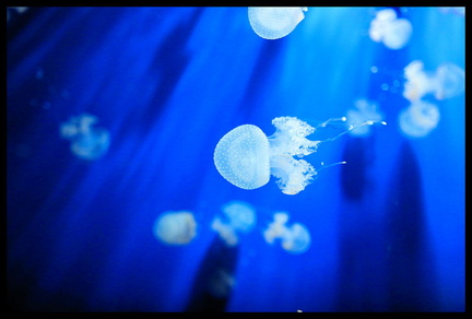 Acquarium de Gênes 5D3 2265 s opt-Arrière-plan Vib20