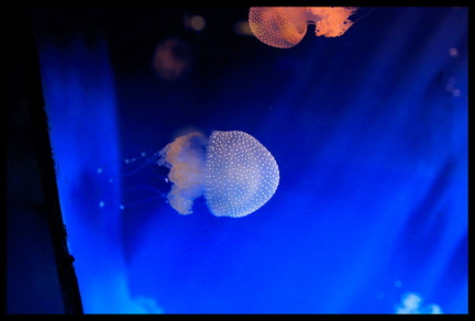Acquarium de Gênes 5D3 2267 s opt-Arrière-plan Vib20