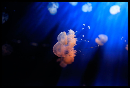 Acquarium de Gênes 5D3 2266 s opt-Arrière-plan Vib20