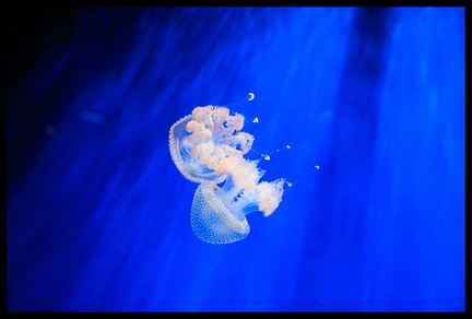 Acquarium de Gênes 5D3 2269 s opt-Arrière-plan Vib20