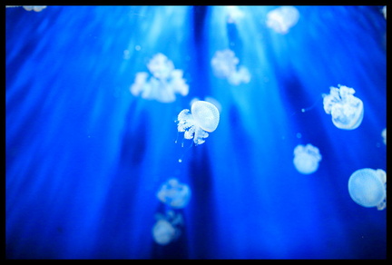 Acquarium de Gênes 5D3 2268 s opt-Arrière-plan Vib20