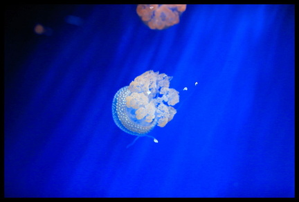 Acquarium de Gênes 5D3 2270 s opt-Arrière-plan Vib20