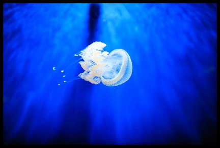 Acquarium de Gênes 5D3 2271 s opt-Arrière-plan Vib20