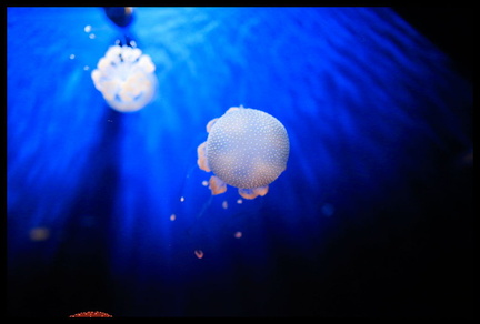 Acquarium de Gênes 5D3 2272 s opt-Arrière-plan Vib20
