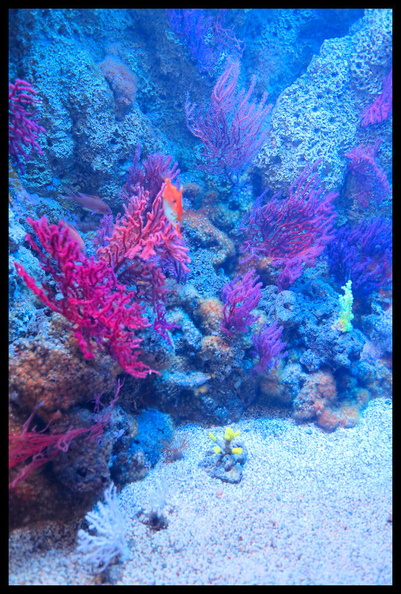 Acquarium de Gênes_5D3_2090_s_opt-Arrière-plan_Vib20.jpg