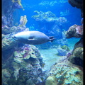 Acquarium de Gênes 5D3 2128 s opt-Arrière-plan Vib20